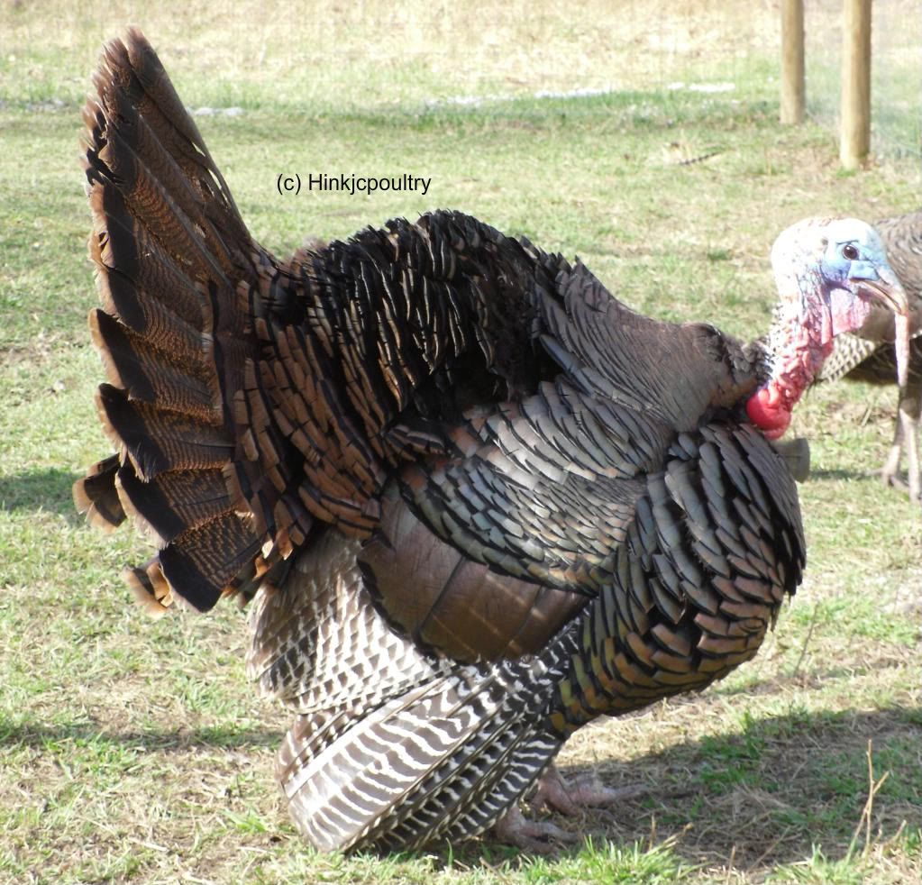 Real Wild Eastern Turkeys **pic heavy** BackYard Chickens Learn How